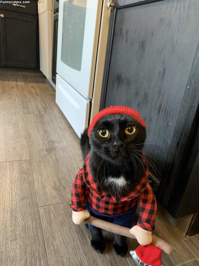 Lumbercat