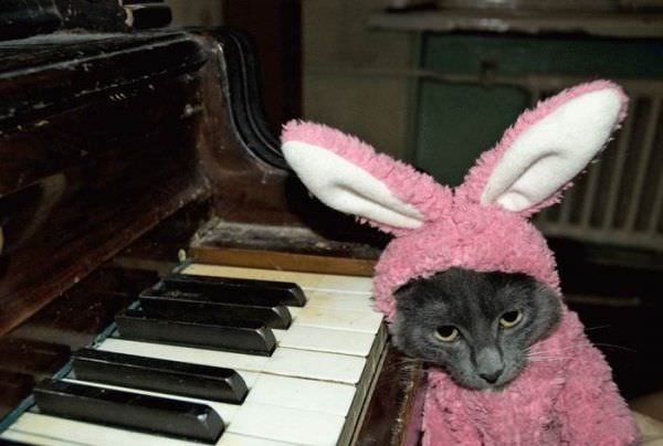 Mad Bunny Cat