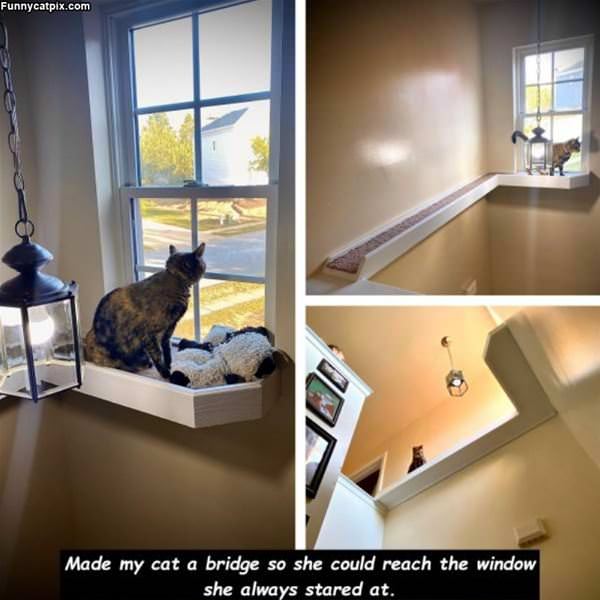 Made My Cat A Bridge