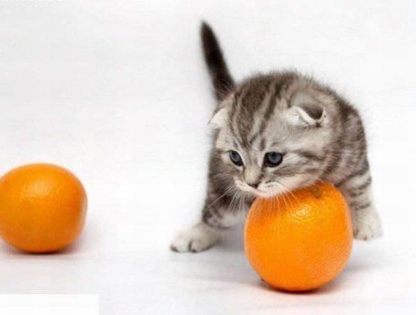 Mah Orange