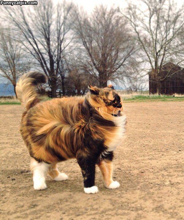 Majestic Cat