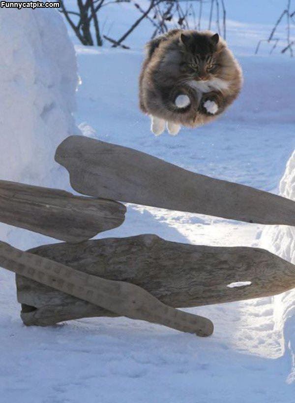 Majestic Flying Cat