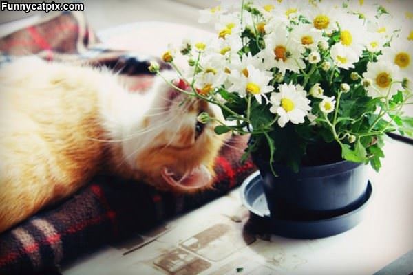 Me Loves Flowers