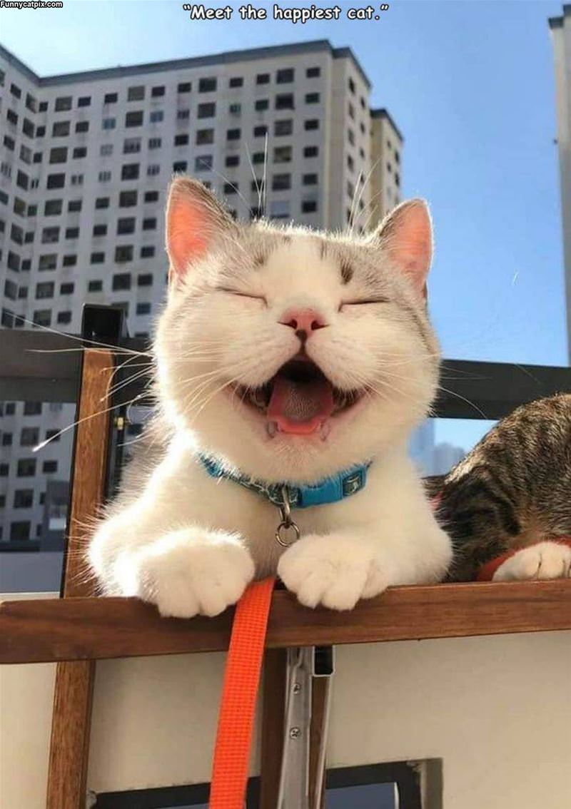 Meet The Happiest Cat