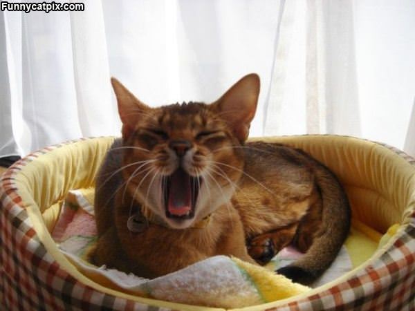 Meooooooooooooooooooow