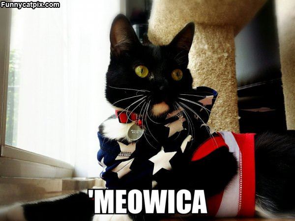 Meowica