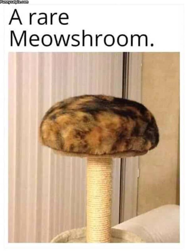 Meowshroom