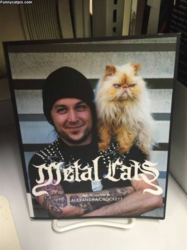 Metal Cats