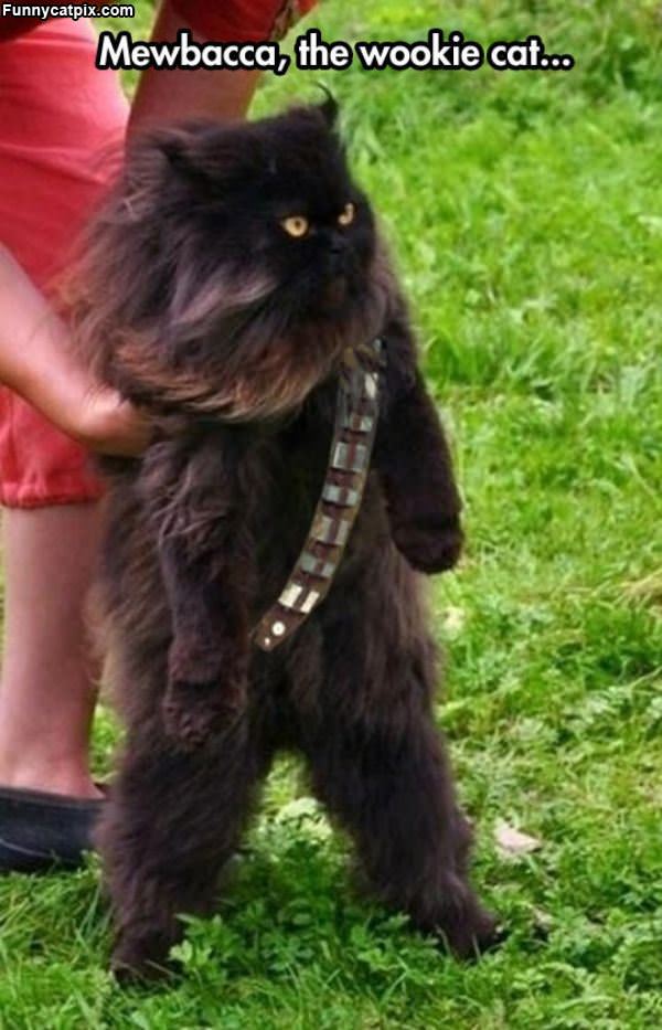 Mewbacca