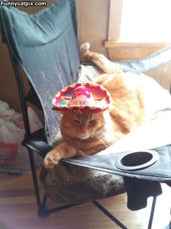 Mexico Cat