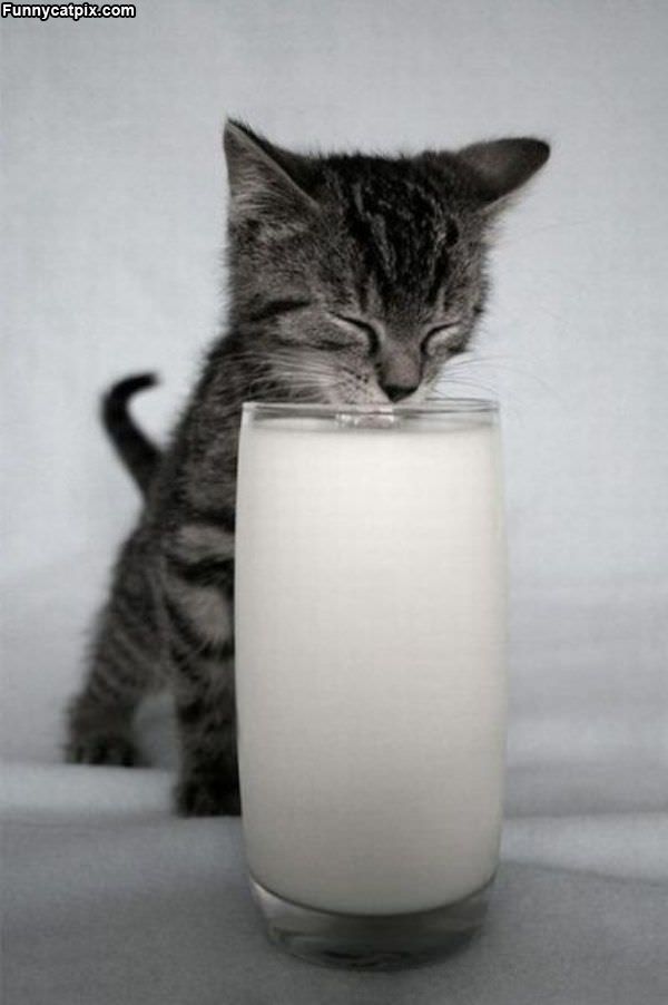 Milk