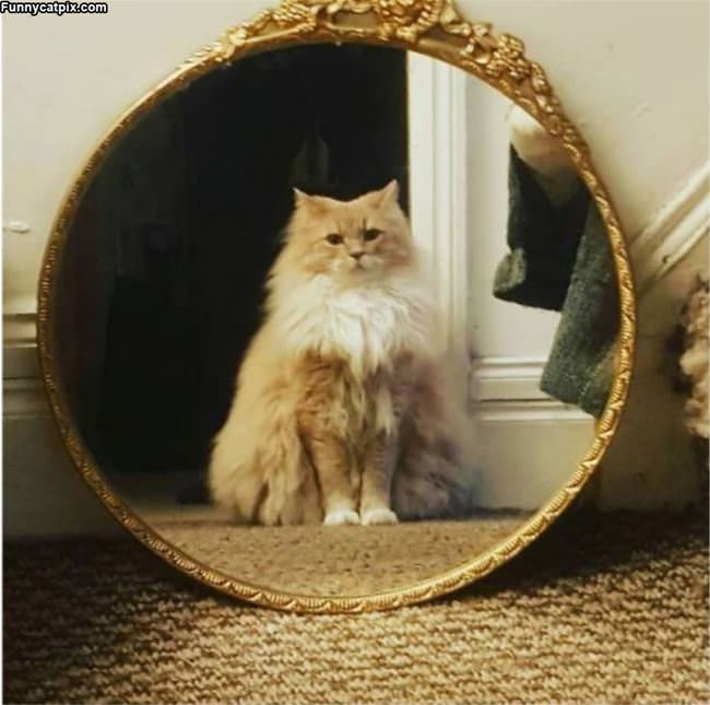 Mirror Mirror