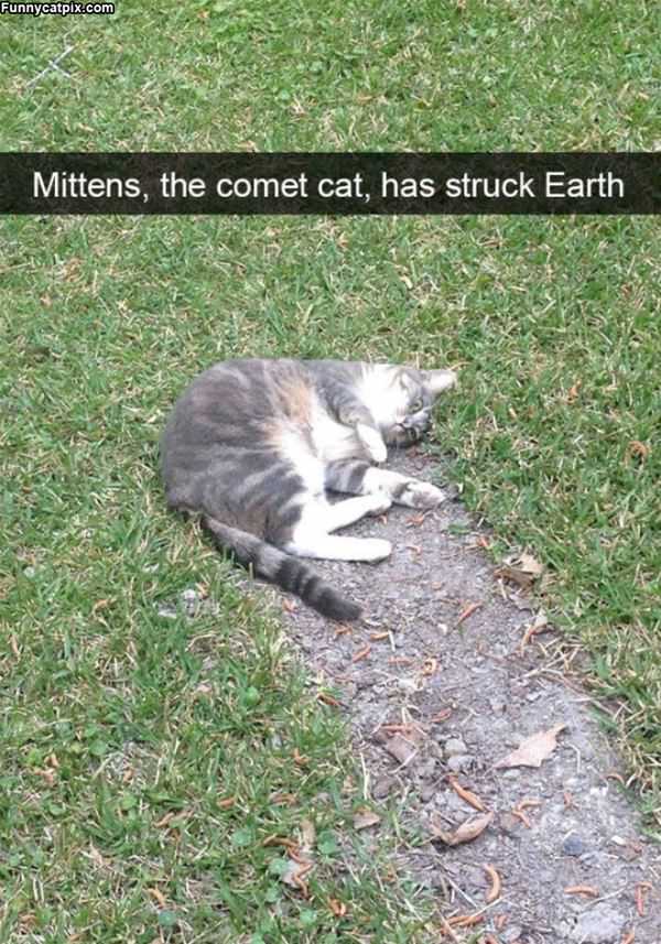 Mittens Has Struck Earth