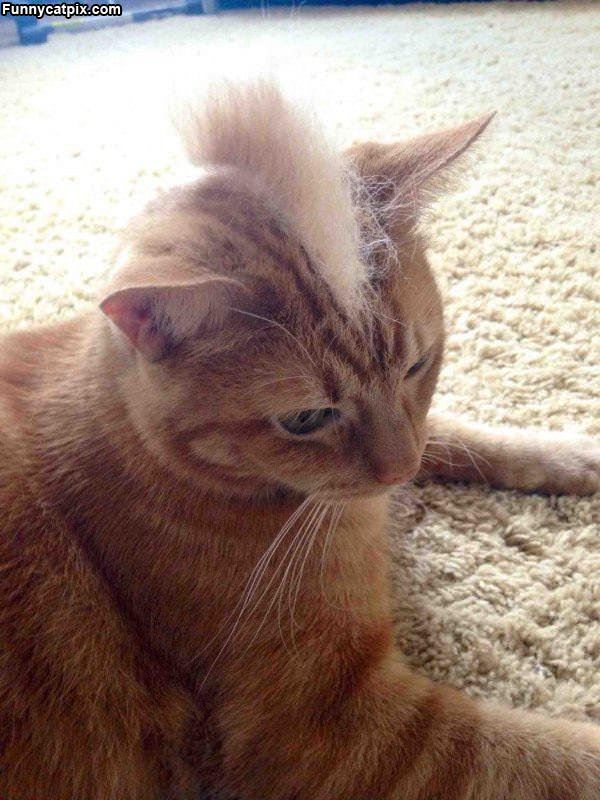 Mohawk Cat