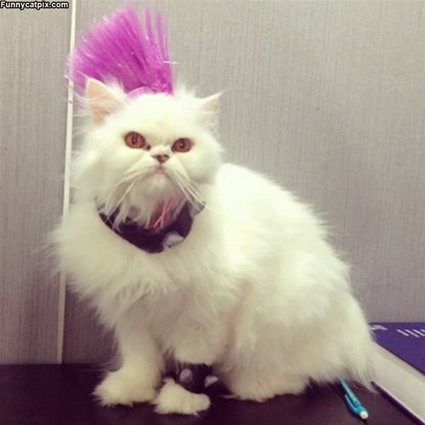 Mohawk Cat