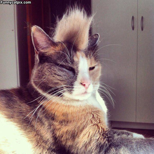 Mohawkkk