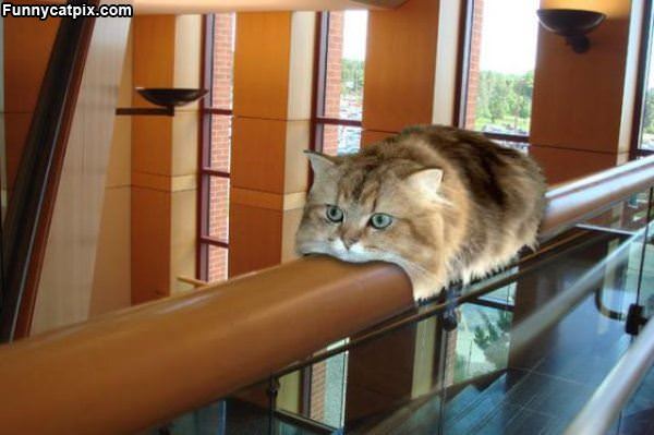 Monorail Cat