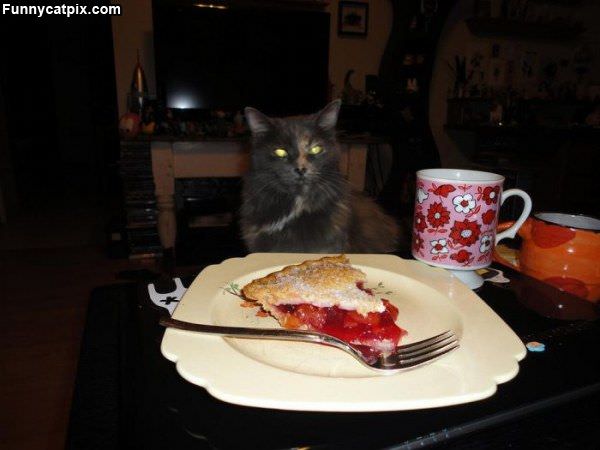 More Pie Please