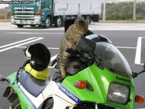 Moto Cat