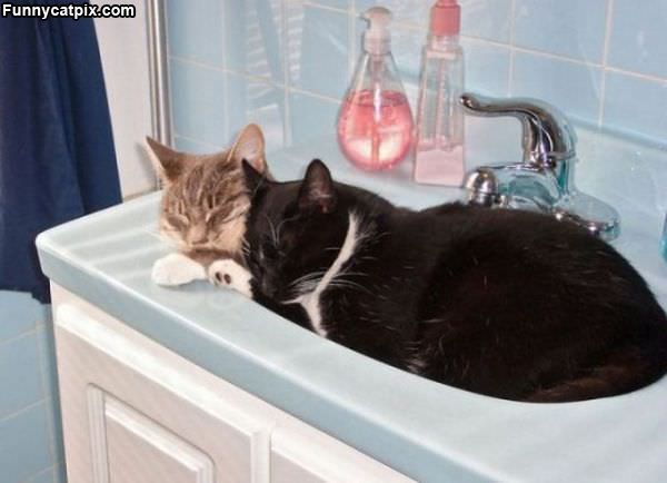 Multi Cat Sink