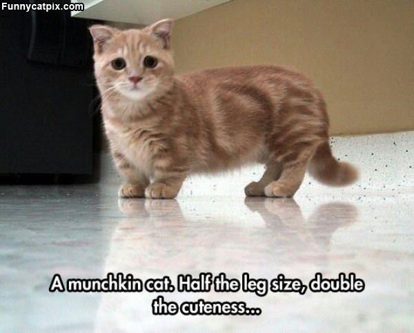 Munchkin Cat