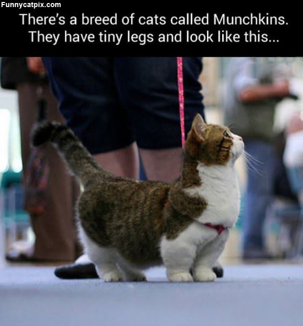 Munchkin Cats
