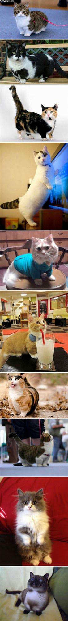 Munchkin Cats