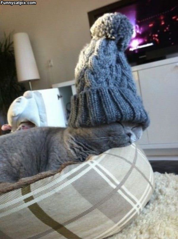 My Big Cute Hat