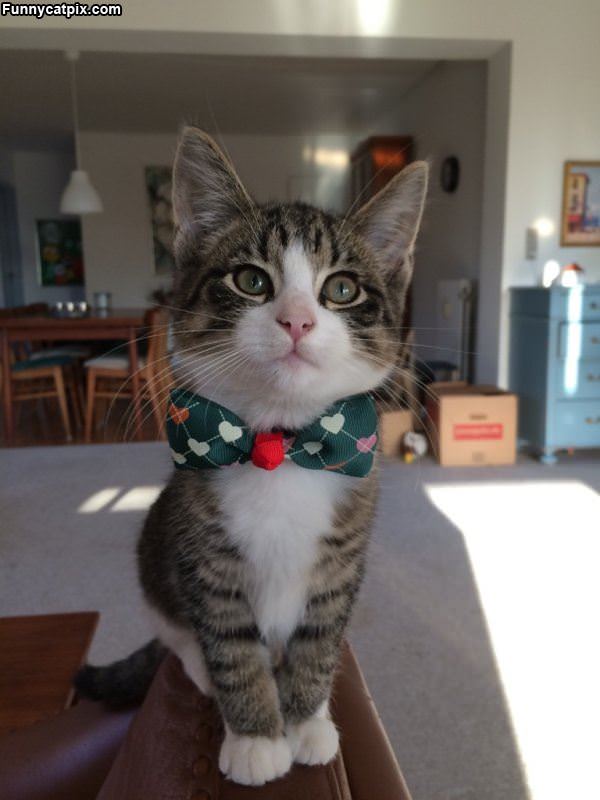 My Bowtie