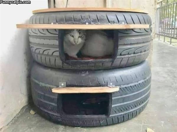 My Cat House