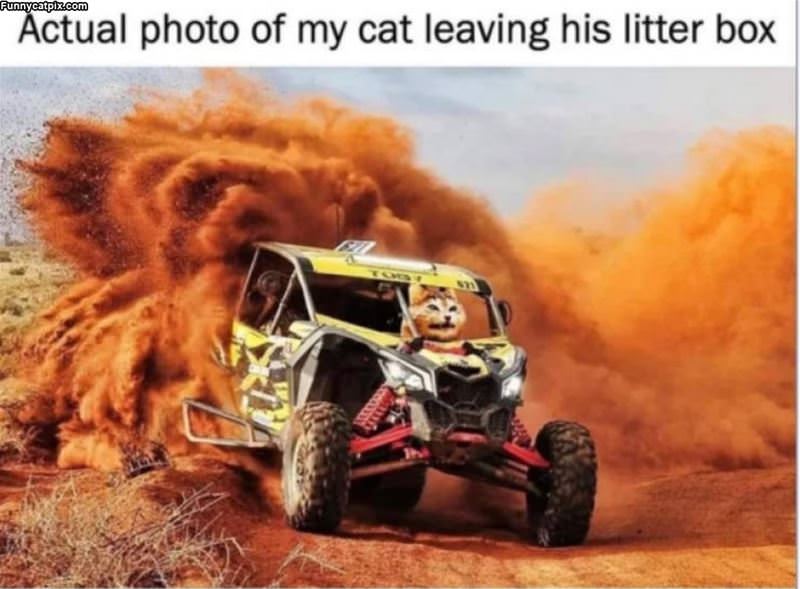 My Cat Leaving The Litter Box