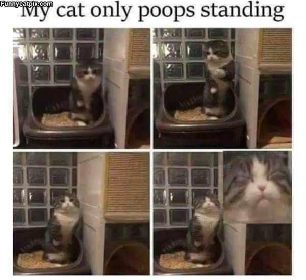 My Cat Poops Standing