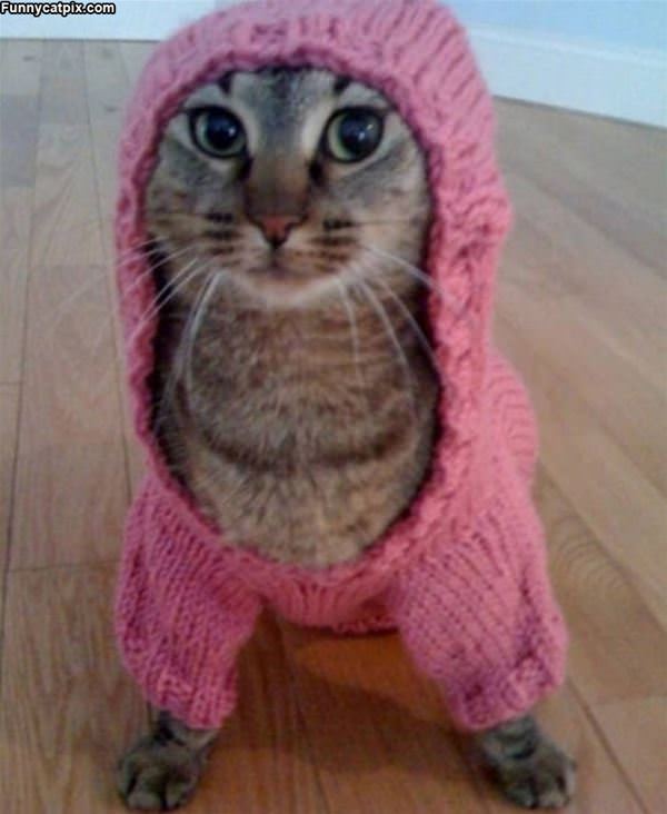 My Cat Sweater