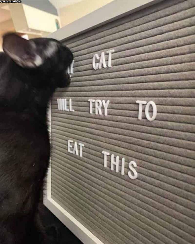 My Cat Will Try