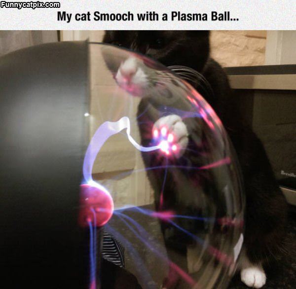 My Cat With A Plasma Ball