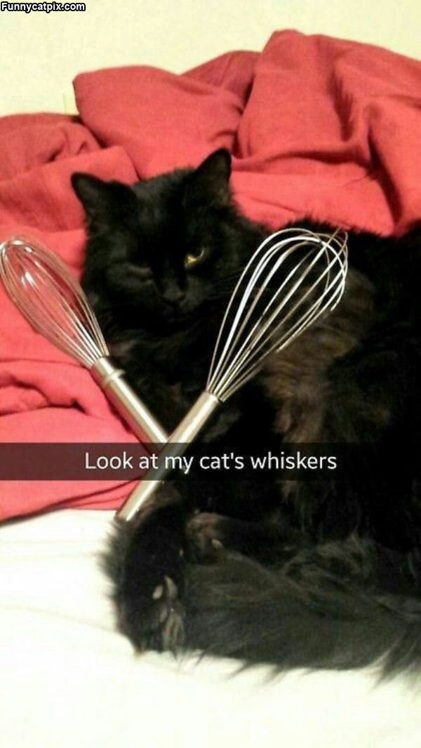 My Cats Whiskers