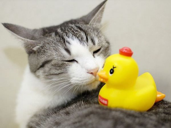 My Ducky