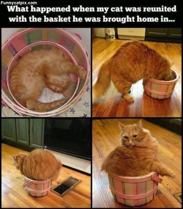 My Favorite Basket