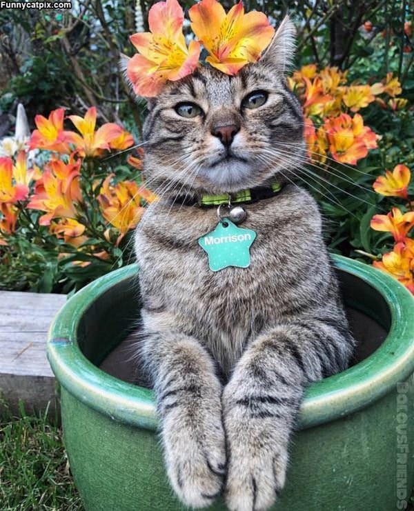 My Flower Hat