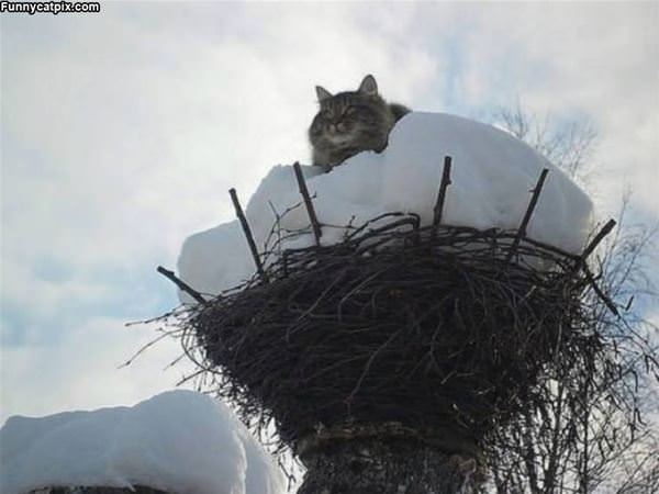 My Nest Now