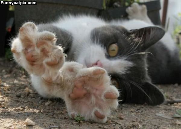 My Paws Seee