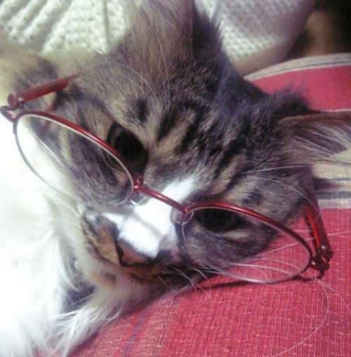 My Reading Glasses