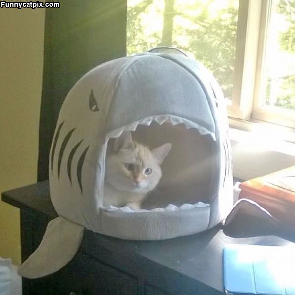 My Shark Bed