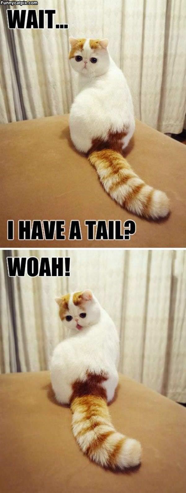 My Tail