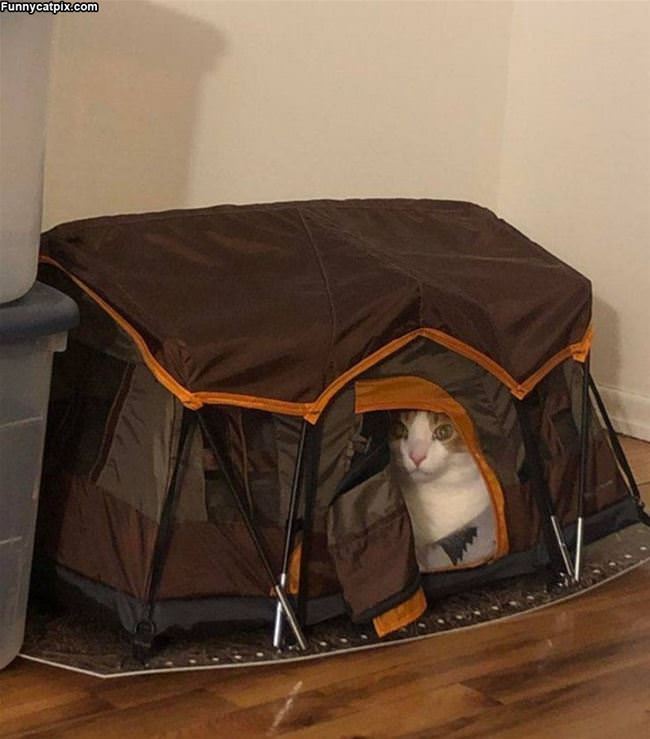 My Tent