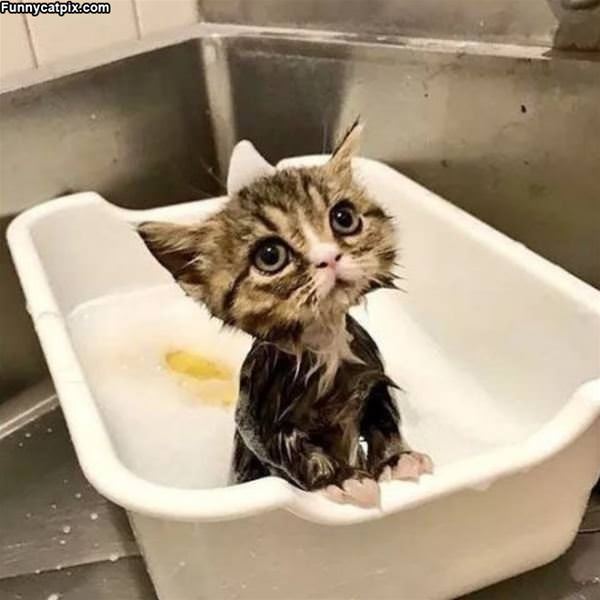 My Tiny Kitten Bath