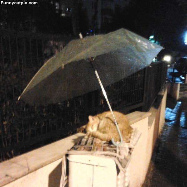 Napping In The Rain