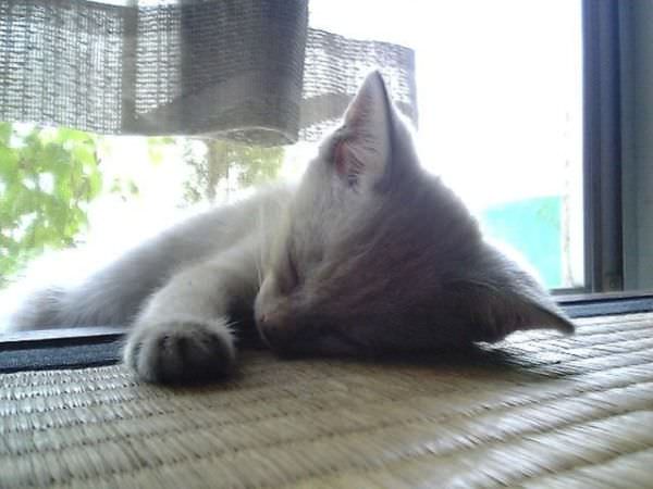 Napping Kitten