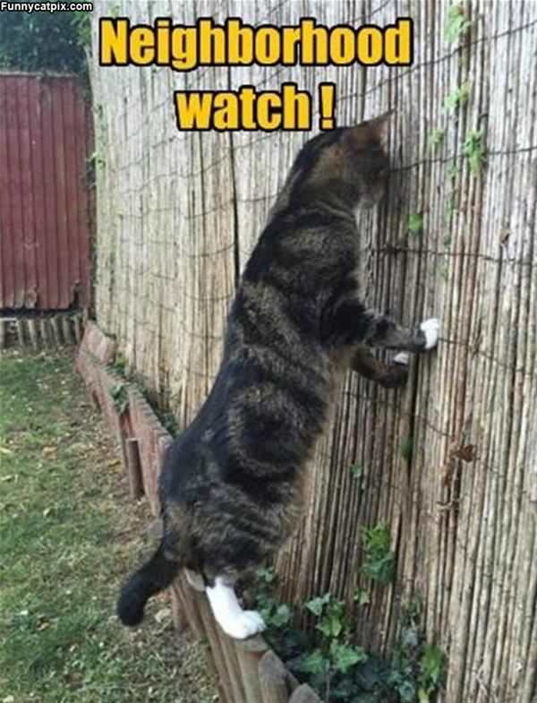 Neighborhood Watch