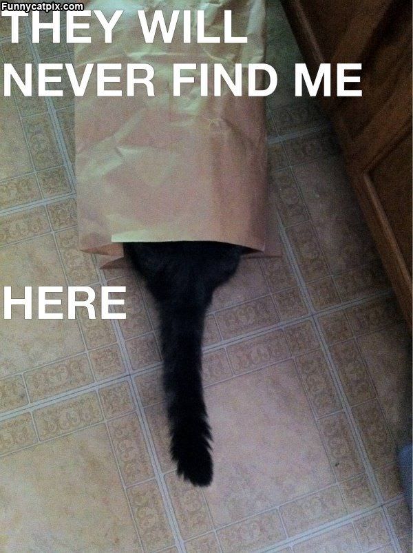 Never Find Me